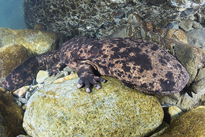 Giant Salamander snorkeling in Japan