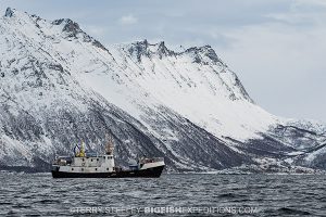 MV Sula diving with orcas