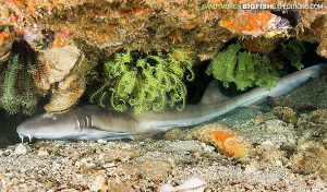 Banded bamboo shark diving