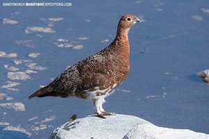 Ptarmigan