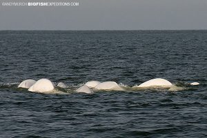 Belugas at the surface
