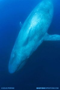 Blue Whale Snorkeling