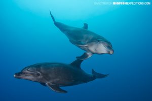 Common Bottlenose Dolphin