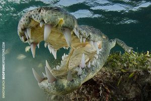 Open wide crocodile