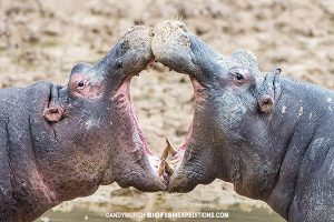 Fighting hippos at Aquila Game Reserve in South Africa