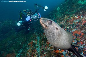 Diver with a cape fur seal in False Bay, South Africa