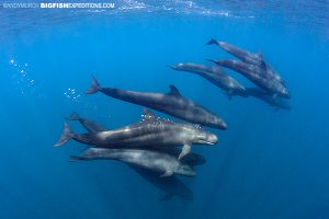 False Killer Whale