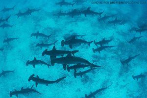 Great Hammerheads in the Galapagos Islands