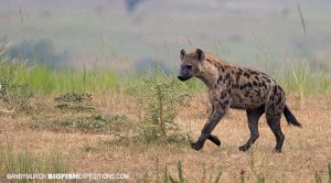 Spotted Hyena