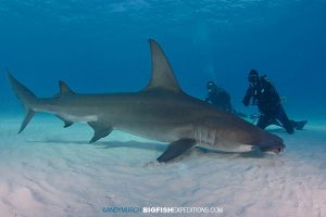 Divers with a great hammerhead