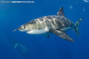 Diving with two great white sharks
