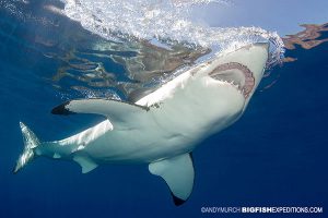 A large female great white shark diving at Guadalupe Island