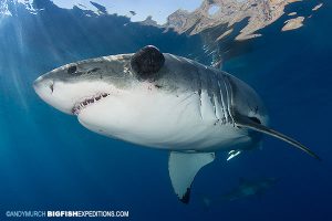 Great white shark named Mele