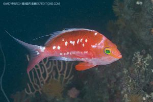 Japanese deepwater anthia