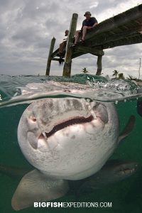 Nurse shark over/under Cat Island, Bahamas.