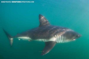 Salmon Shark in Alaska