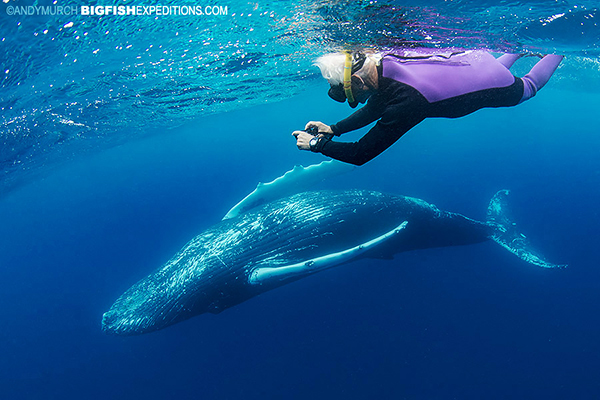 Swimming with humpback whales