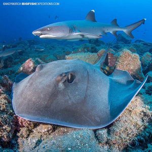 Diving with stingrays and sharks in Socorro