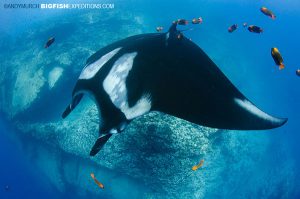Giant Manta at Cabo Pierce on Socorro Island