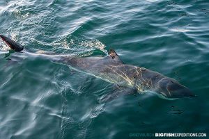 Great white, South Africa