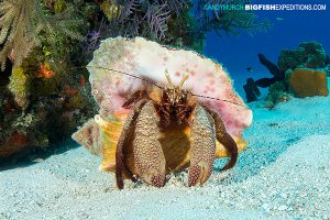 DIVE 13: No feeding but we still attracted six or seven tigers to Fish Tales plus a great hammerhead fly by in the distance. Spent about 30 minutes waiting for this hermit crab to come out of his shell :)