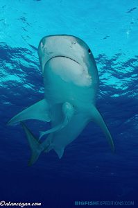 Tiger shark at Tiger Beach