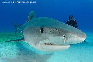 Smiley the Tiger Shark at Fish Tales near Tiger Beach