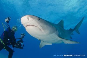 Diver and Tiger Shark