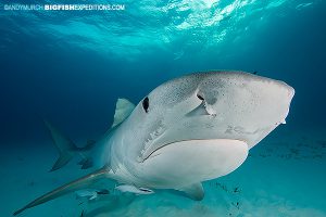 Diving with tiger sharks in the Bahamas.