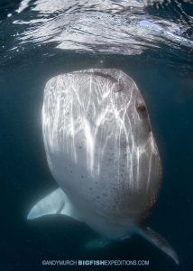 Whale shark snorkeling