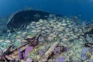 Wreck diving at Chinchorro Banks
