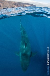 Over under great white shark picture