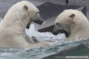 Polar bears fighting in water