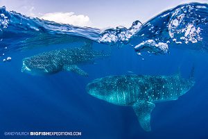 Two whale sharks swimming just under the surface