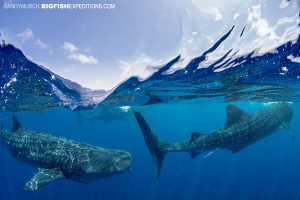 Three whale sharks swimming close to surface.