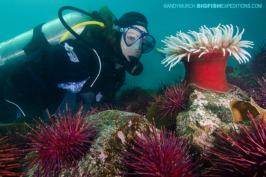 Giant anemone scuba diving and macro photography on vancouver island.