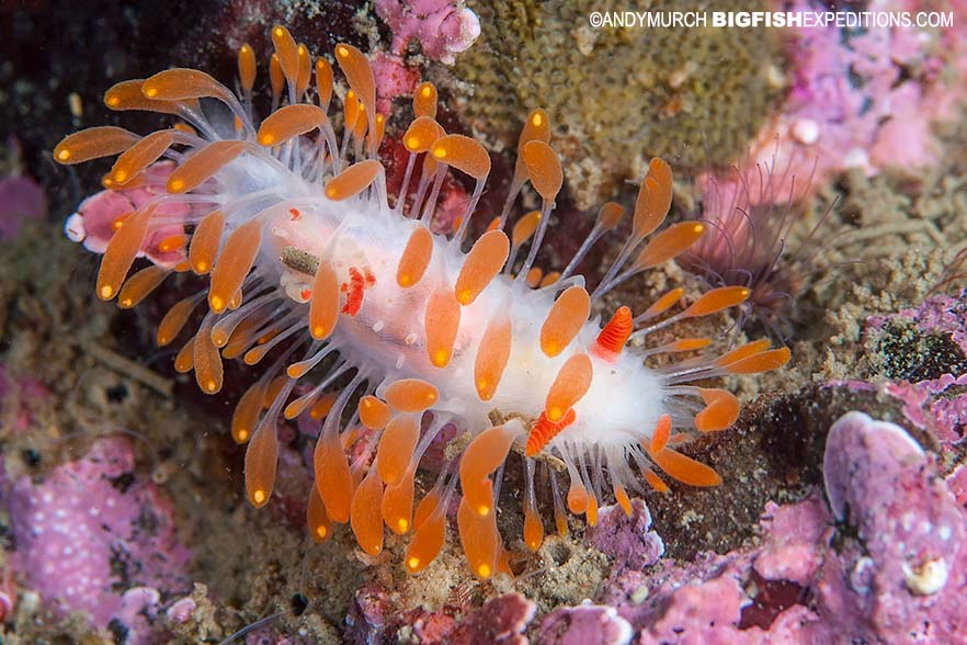 nudibranch scuba diving and macro photography on vancouver island.