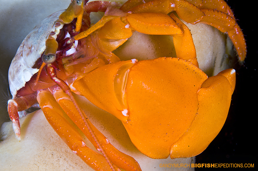 Pacific red hermit crab