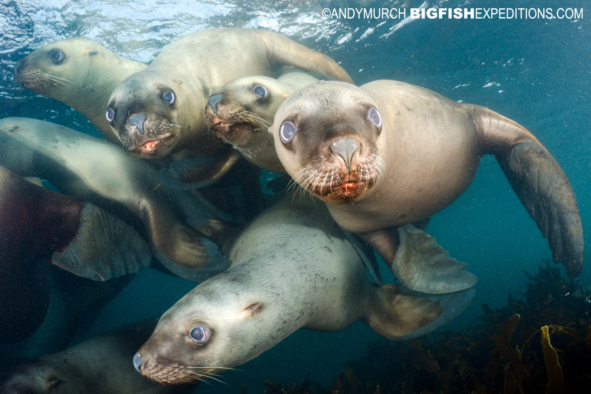 Steller Sea Lions, Eumetopias jubatus, aka northern sea lion, Race Rocks, British Columbia