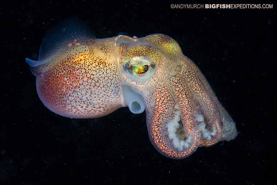 Stubby squid diving and photography