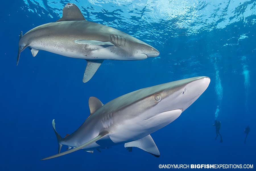 Silky shark and oceanic shark.