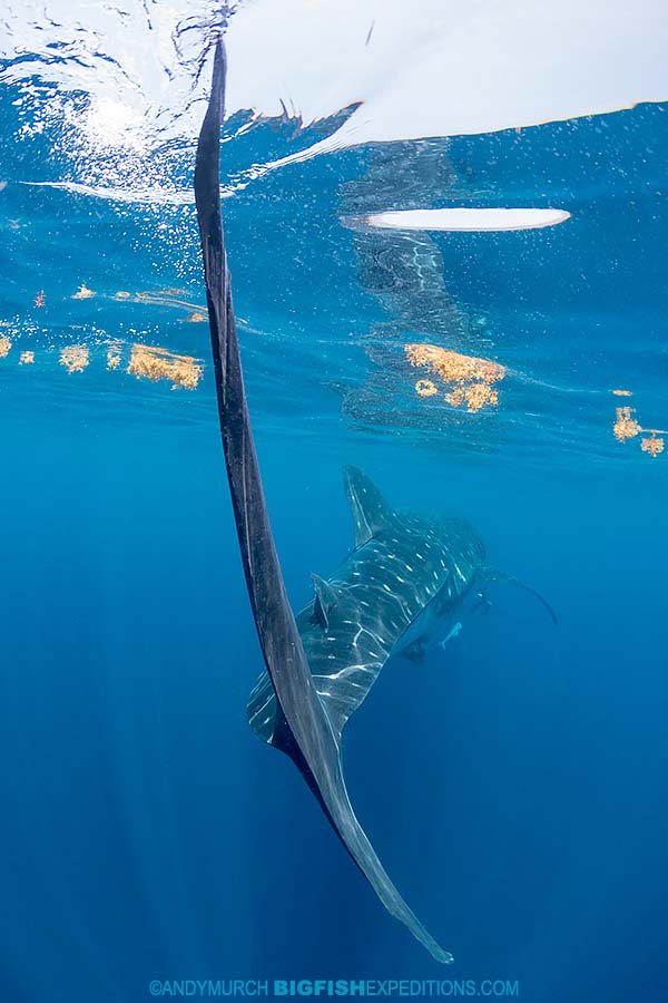 Biggest tail in the world