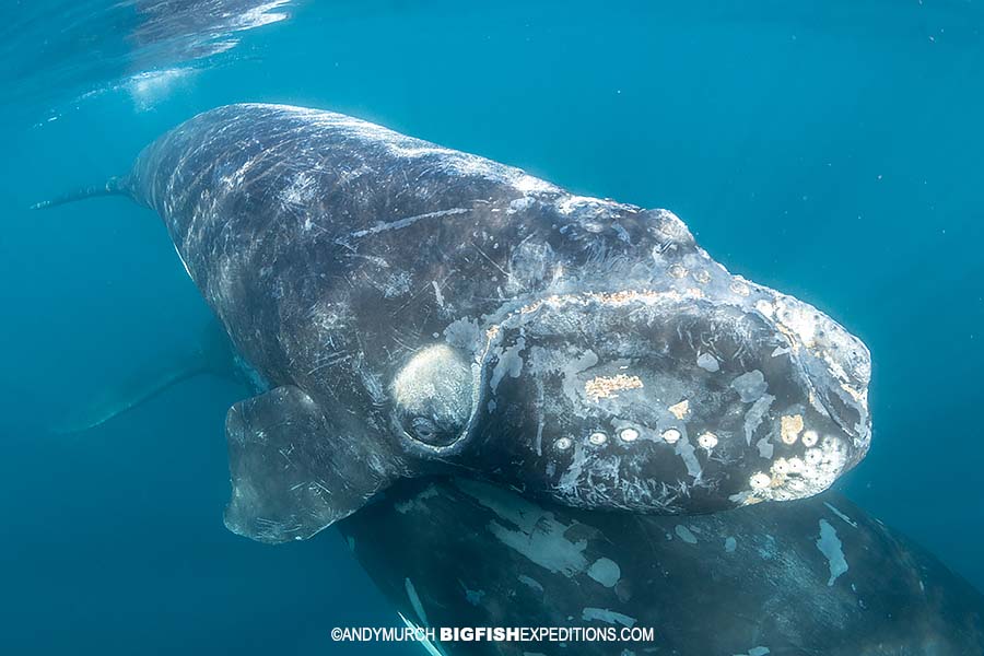 Southern Right Whale calf resting on its mother's tail.