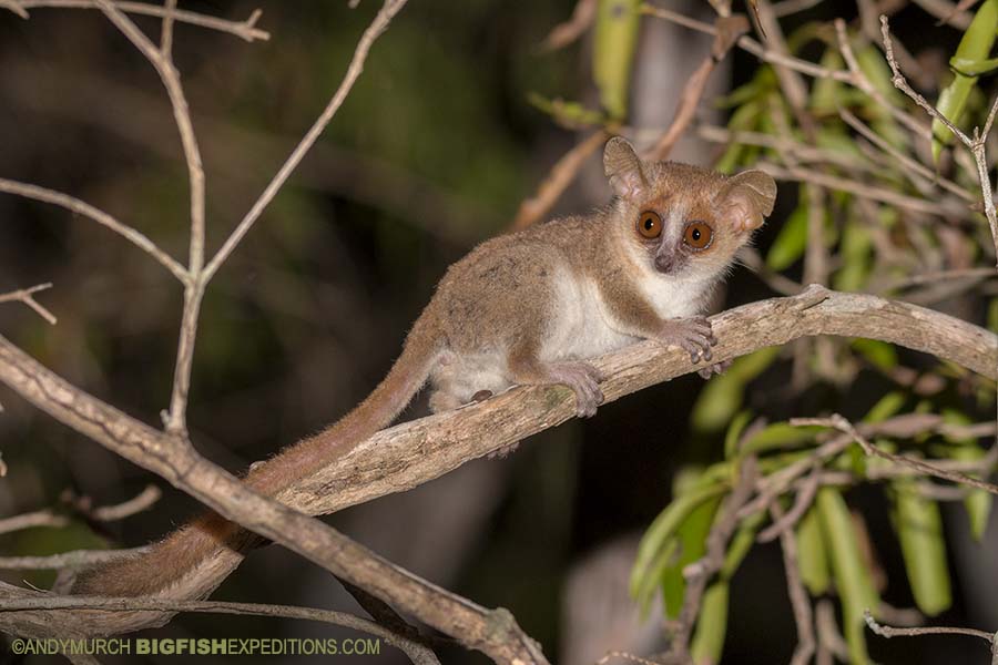 Nocturnal Lemur Tour