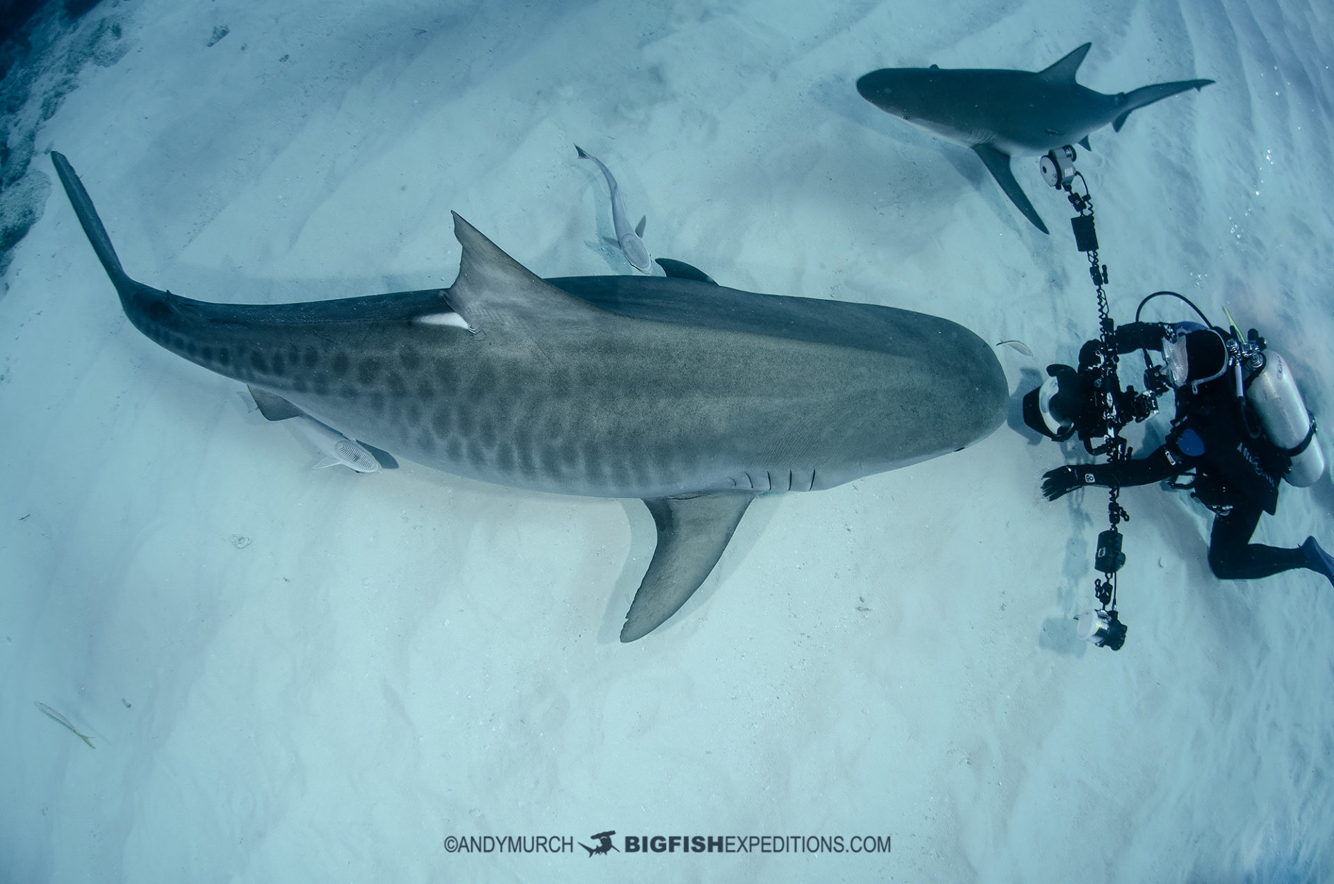 Tiger Shark and diver