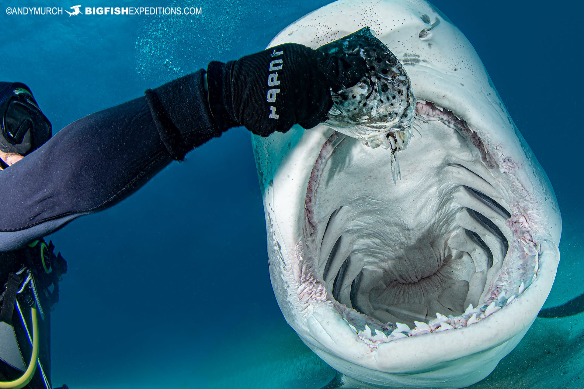 Feeding a tiger shark