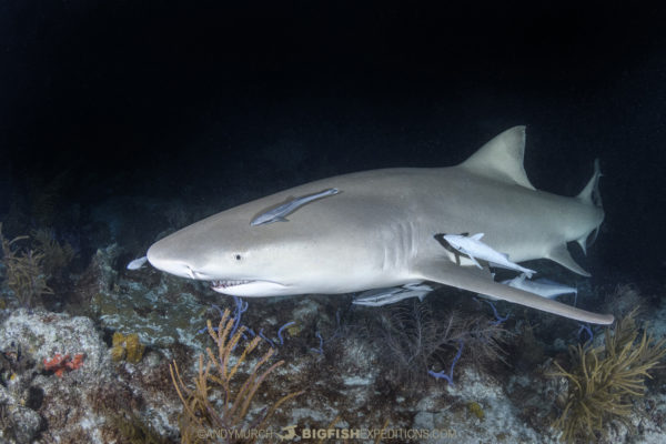 Tiger Beach Shark Diving 2021. Tiger sharks, lemon sharks, nurse sharks, bull sharks, and Caribbean Reef Sharks.