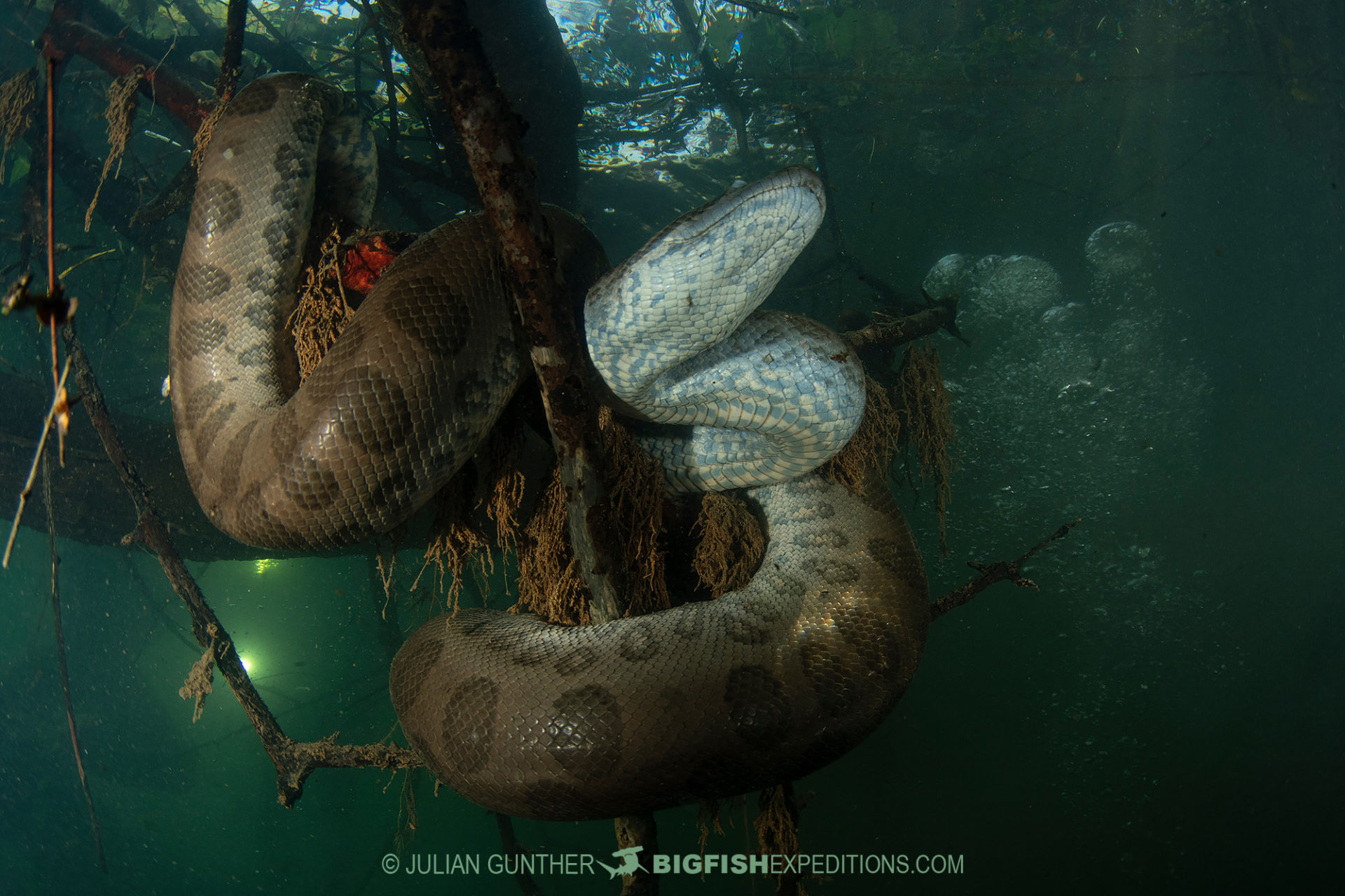 Diving with Anacondas