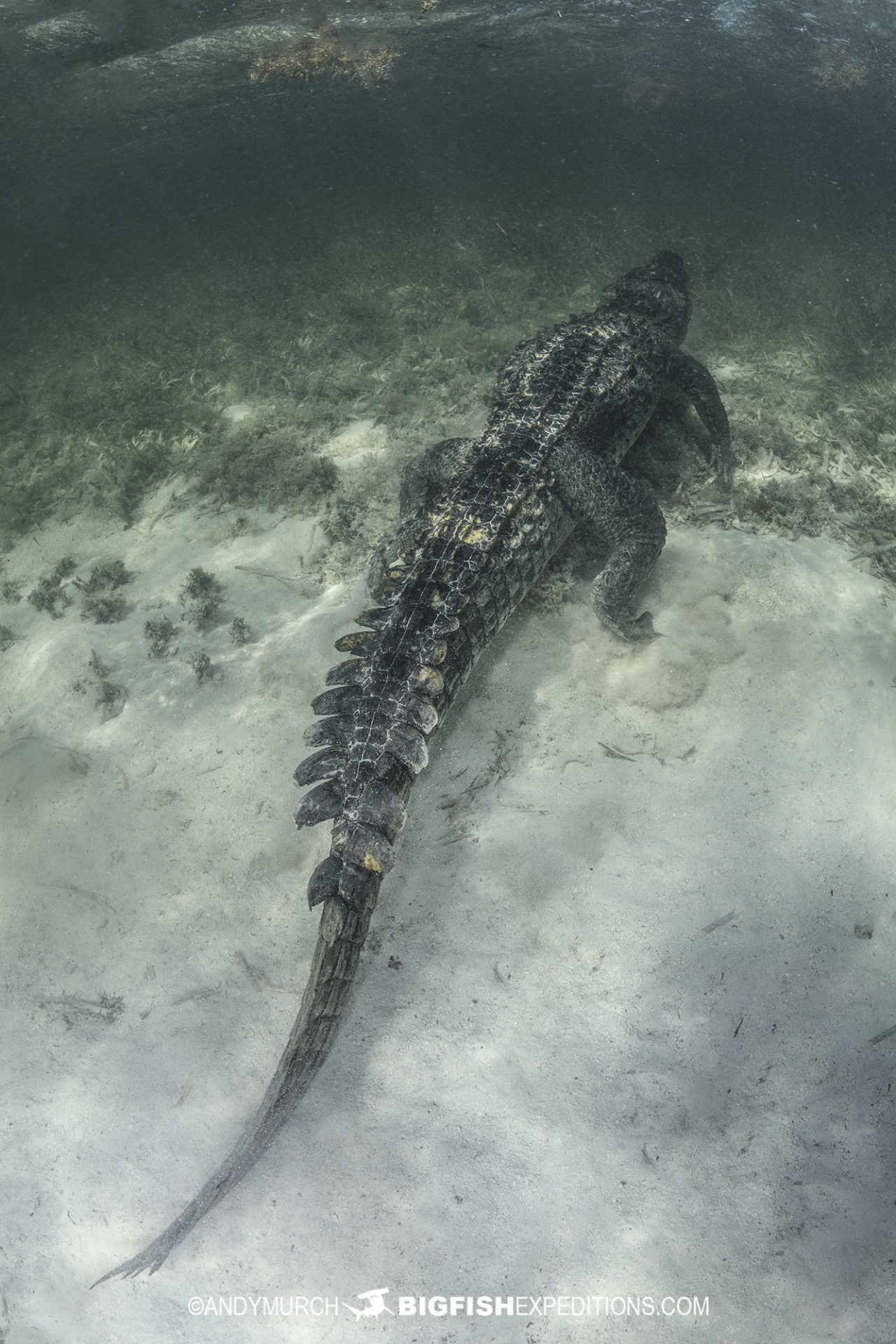 Diving with American crocodiles