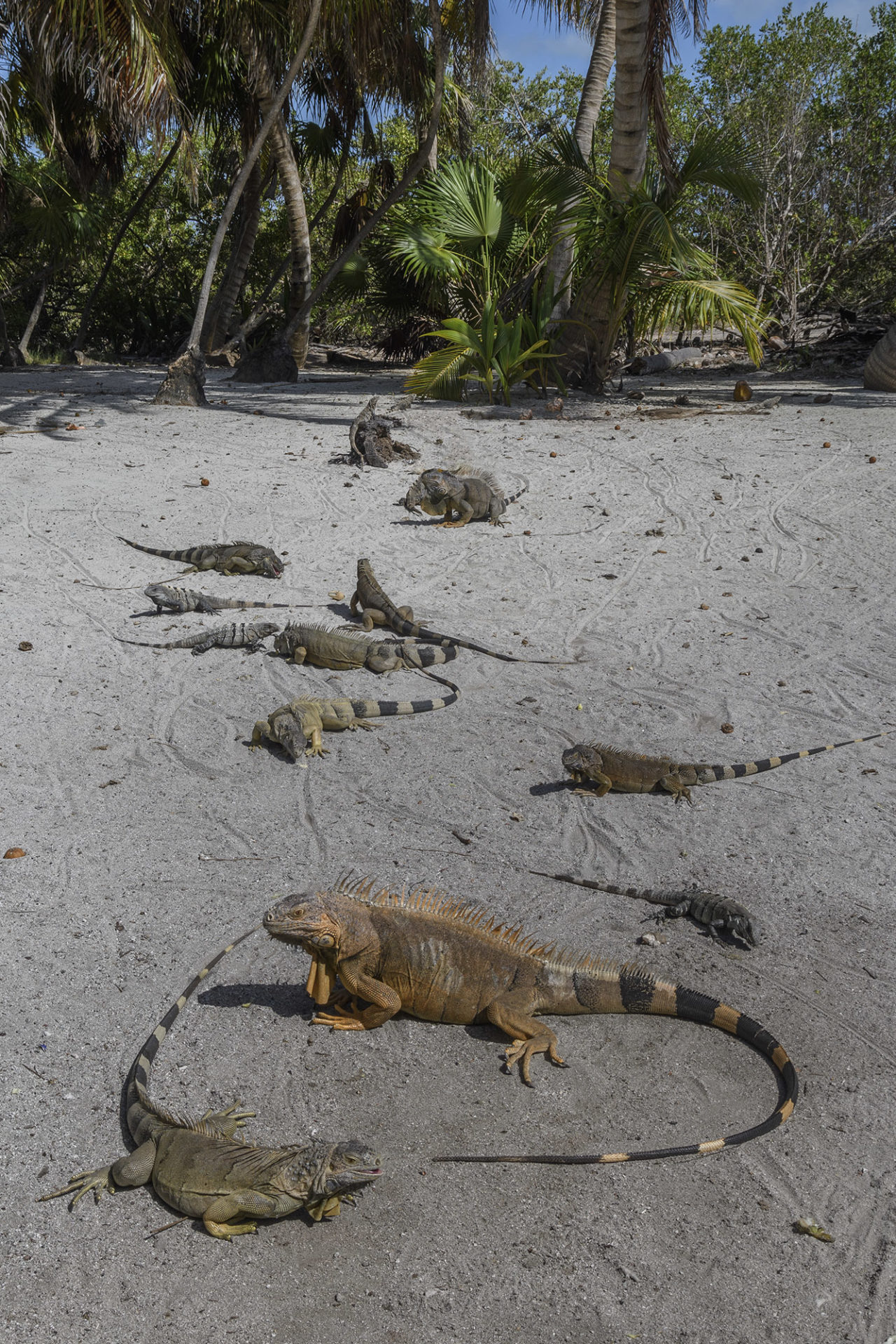 Green Iguanas at Chinchorro Atoll